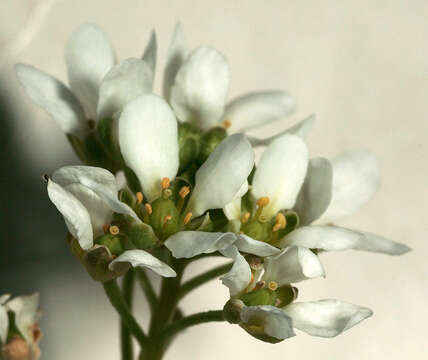 Image of Common Scurvygrass