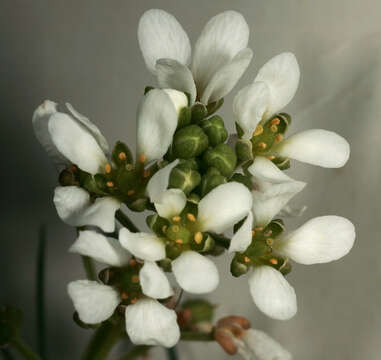 Image de Cochléaire Officinale