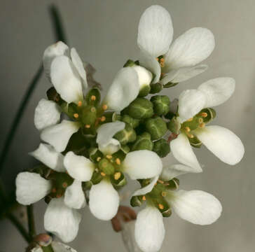 Image of Common Scurvygrass