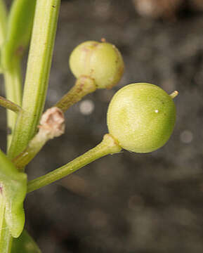 Image de Cochléaire Officinale