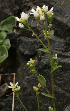 Image de Cochléaire Officinale