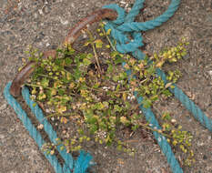 Image of early scurvygrass