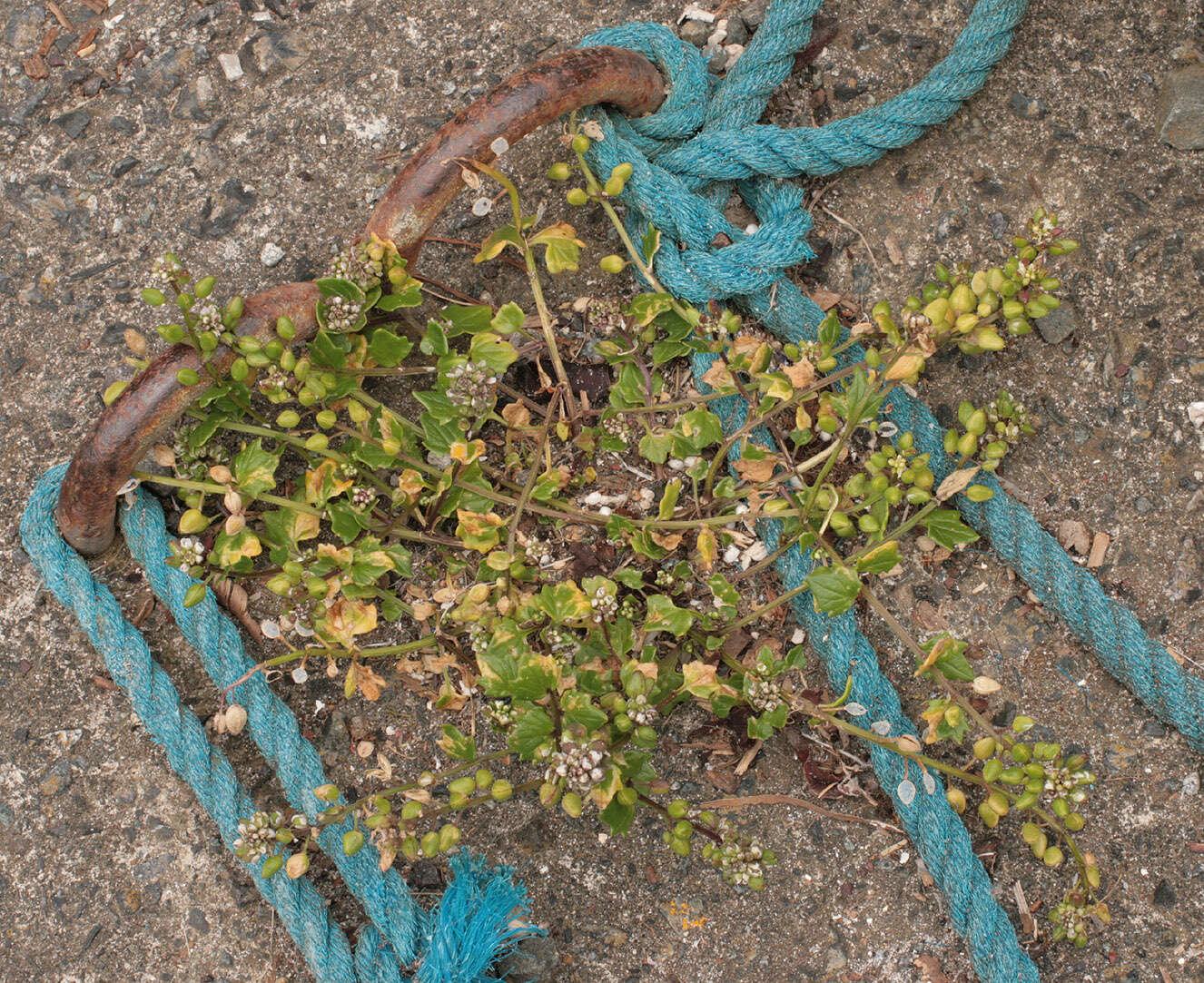 Image of early scurvygrass