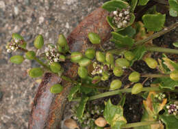 Image of early scurvygrass