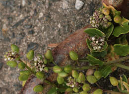 Image of early scurvygrass