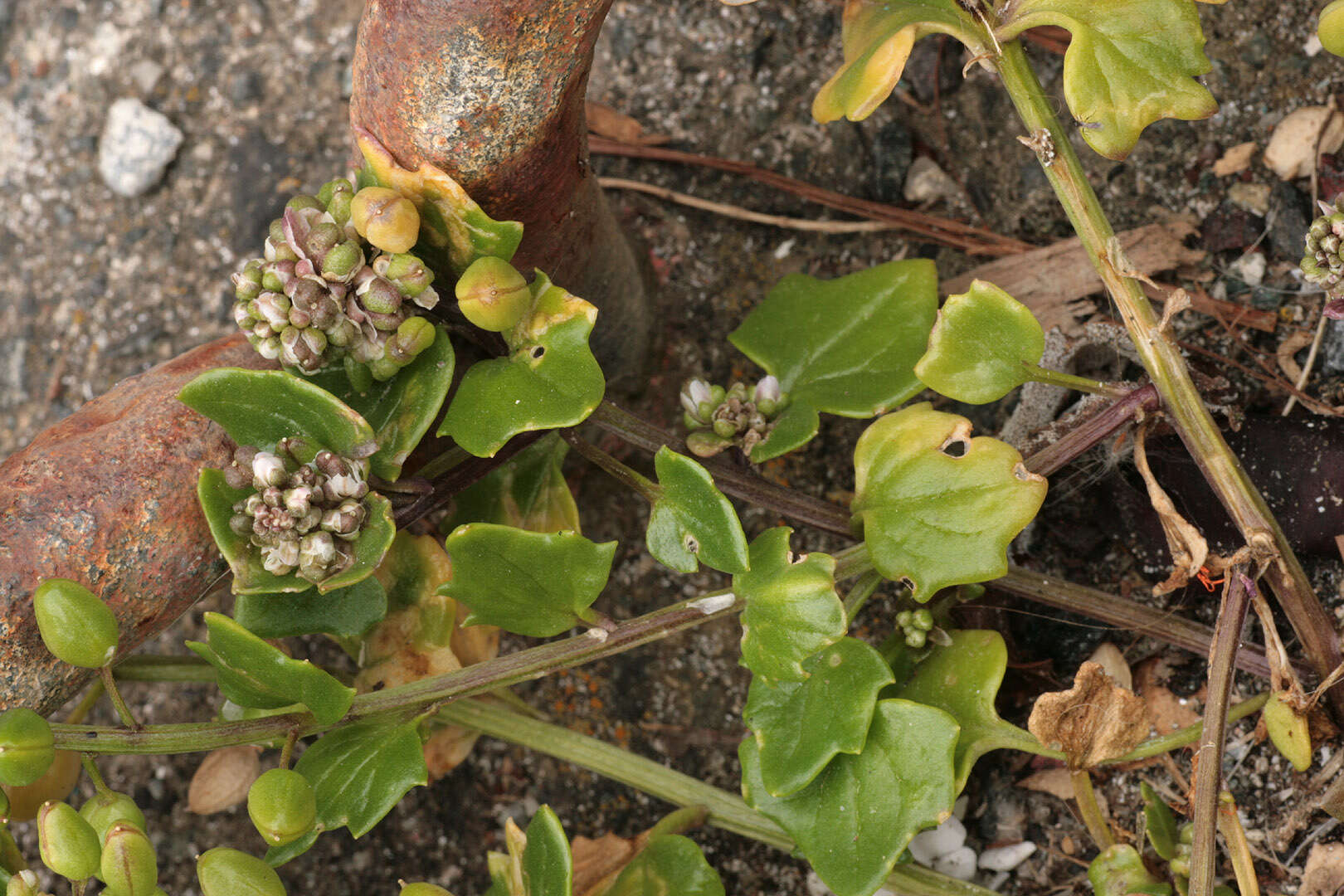 Image of early scurvygrass