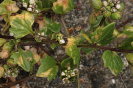 Image of early scurvygrass