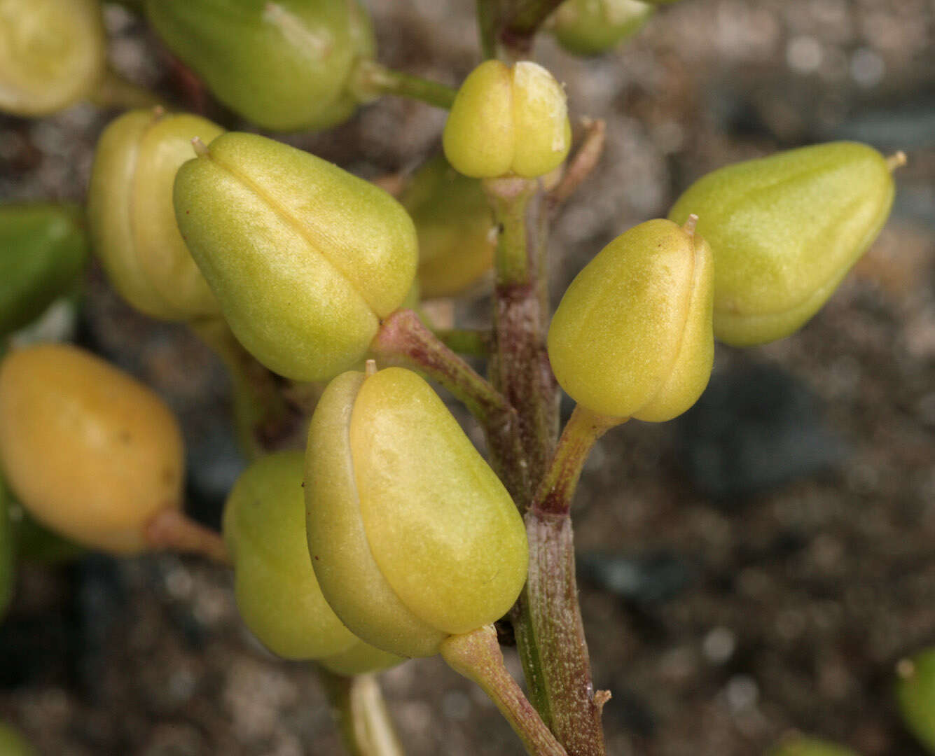 Image of early scurvygrass