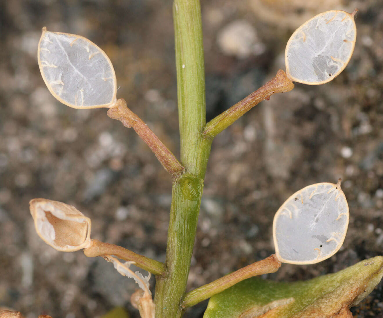 Image of early scurvygrass