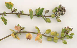 Image of early scurvygrass