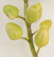 Image of early scurvygrass