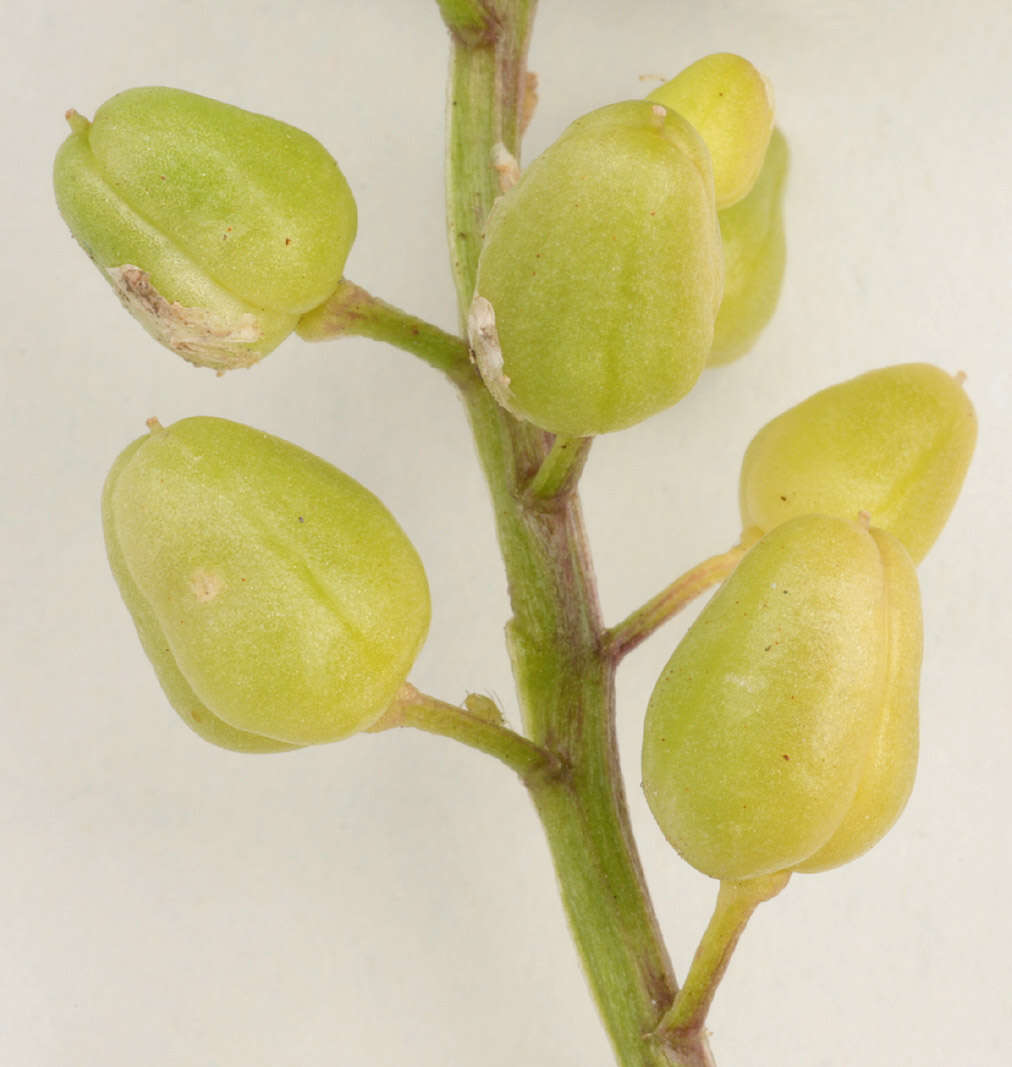 Image of early scurvygrass