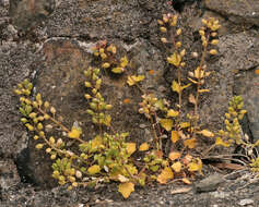 Image of early scurvygrass