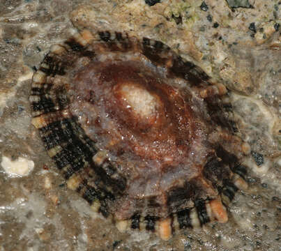 Image of Common limpet