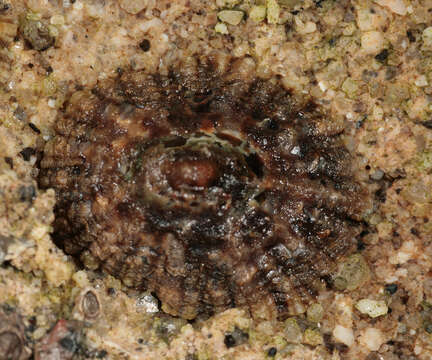 Image of Common limpet