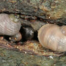 Image of black-lined periwinkle