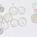 Image of Albugo lepigoni
