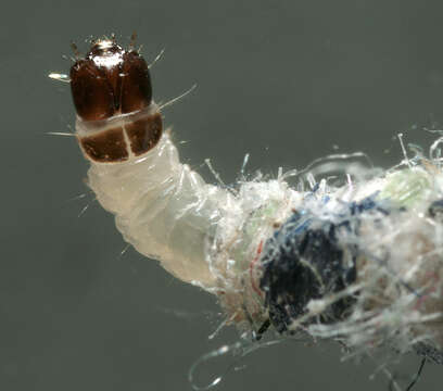 Image of case-bearing clothes moth