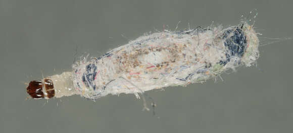 Image of case-bearing clothes moth