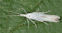 Image of Coleophora anatipennella Hübner 1796