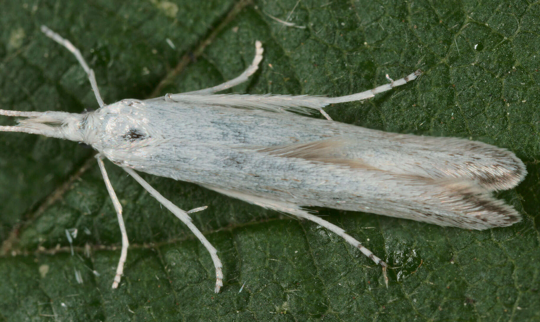 Image of Coleophora anatipennella Hübner 1796