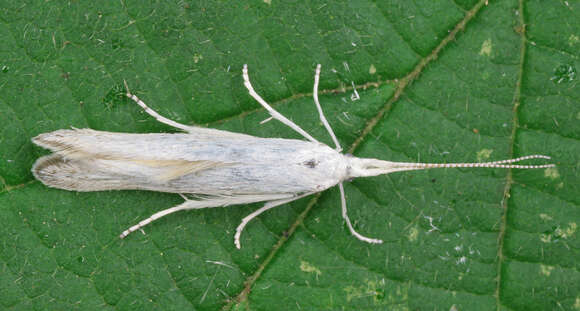 Image of Coleophora anatipennella Hübner 1796