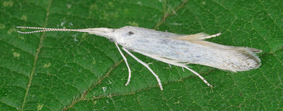 Image of Coleophora anatipennella Hübner 1796