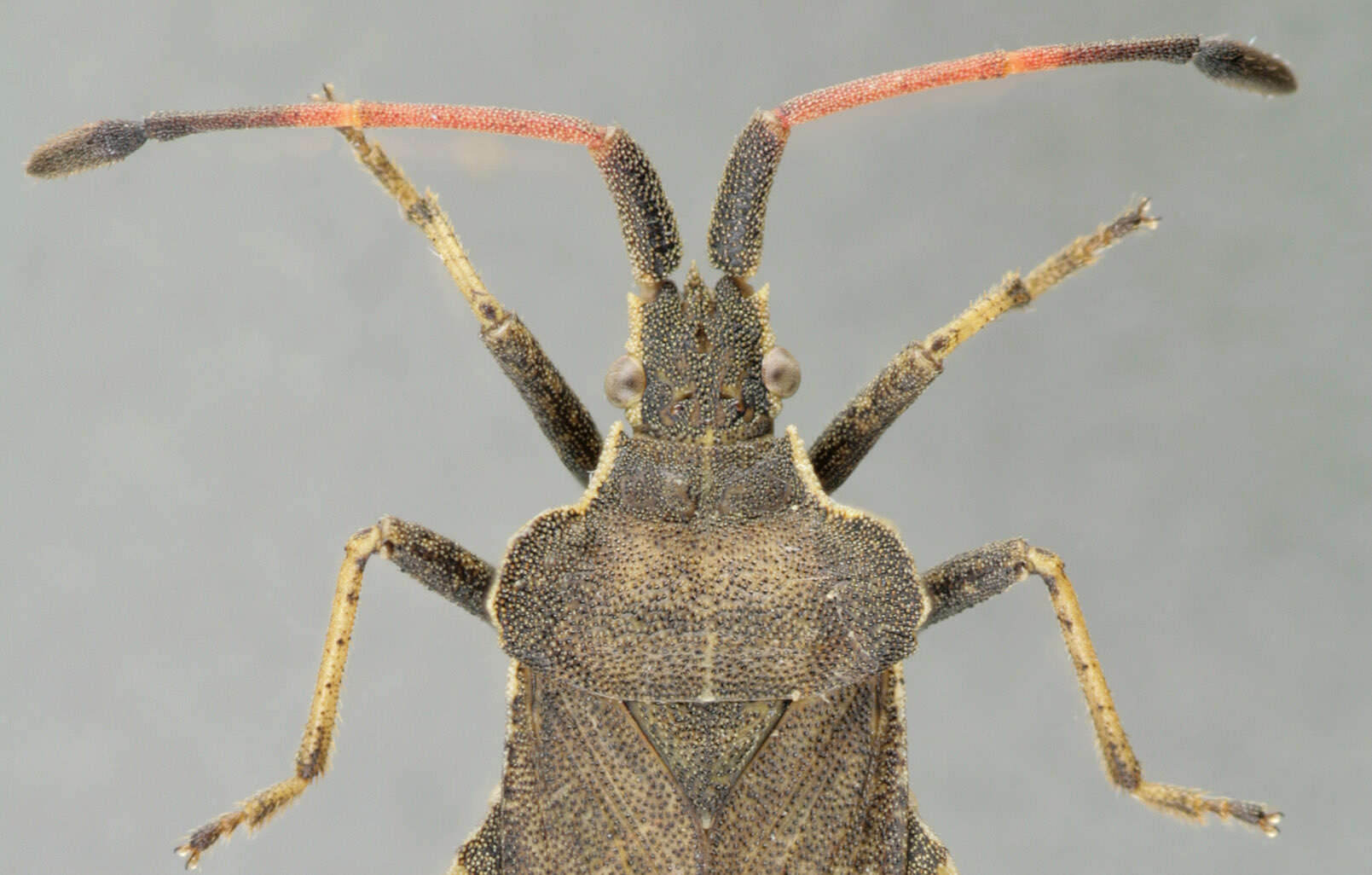 Enoplops scapha (Fabricius 1794) resmi