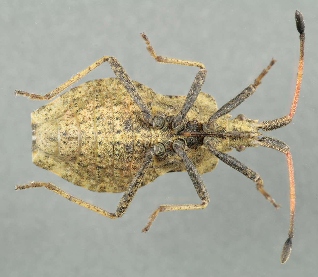 Enoplops scapha (Fabricius 1794) resmi