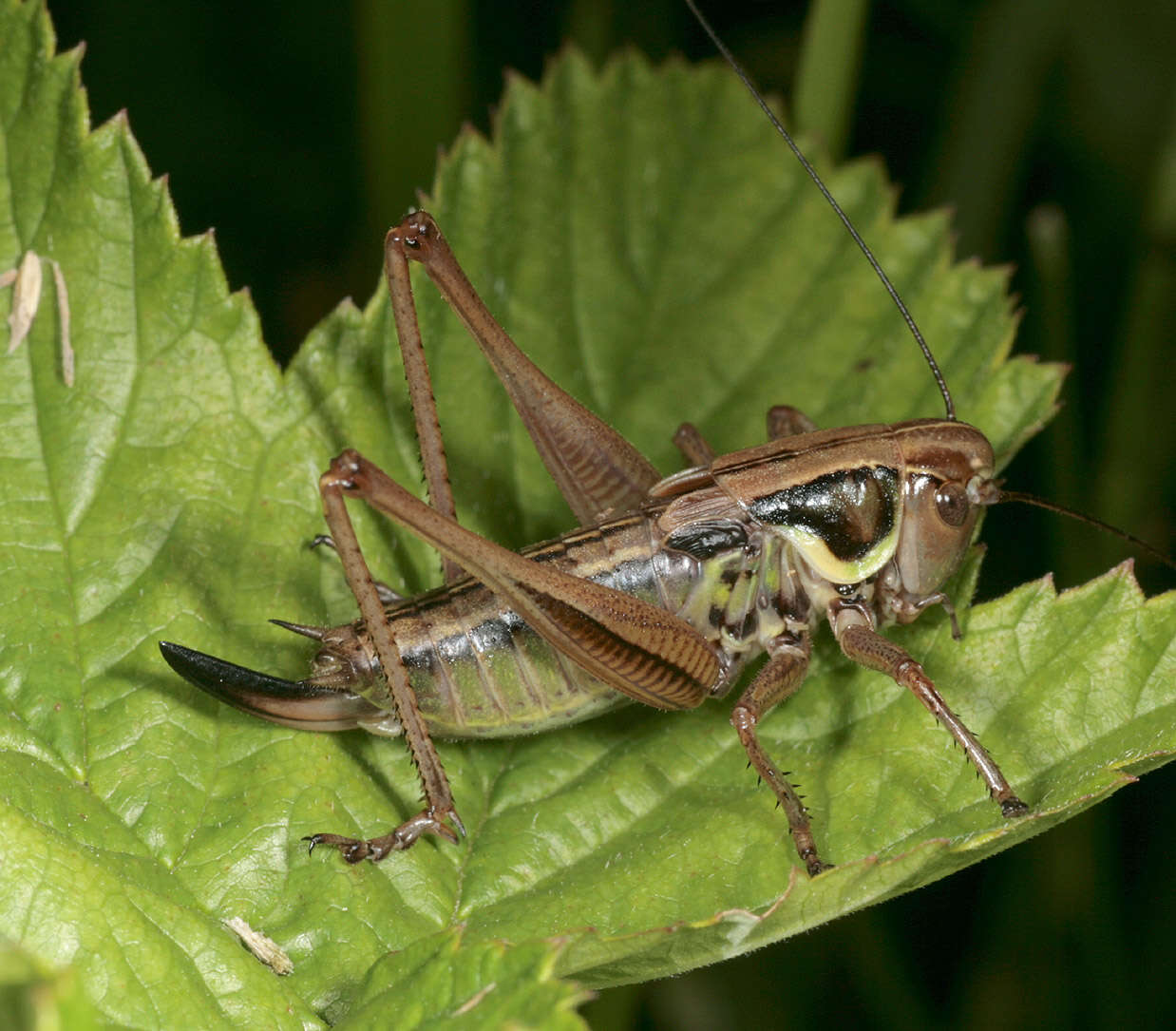 Image of Roeseliana