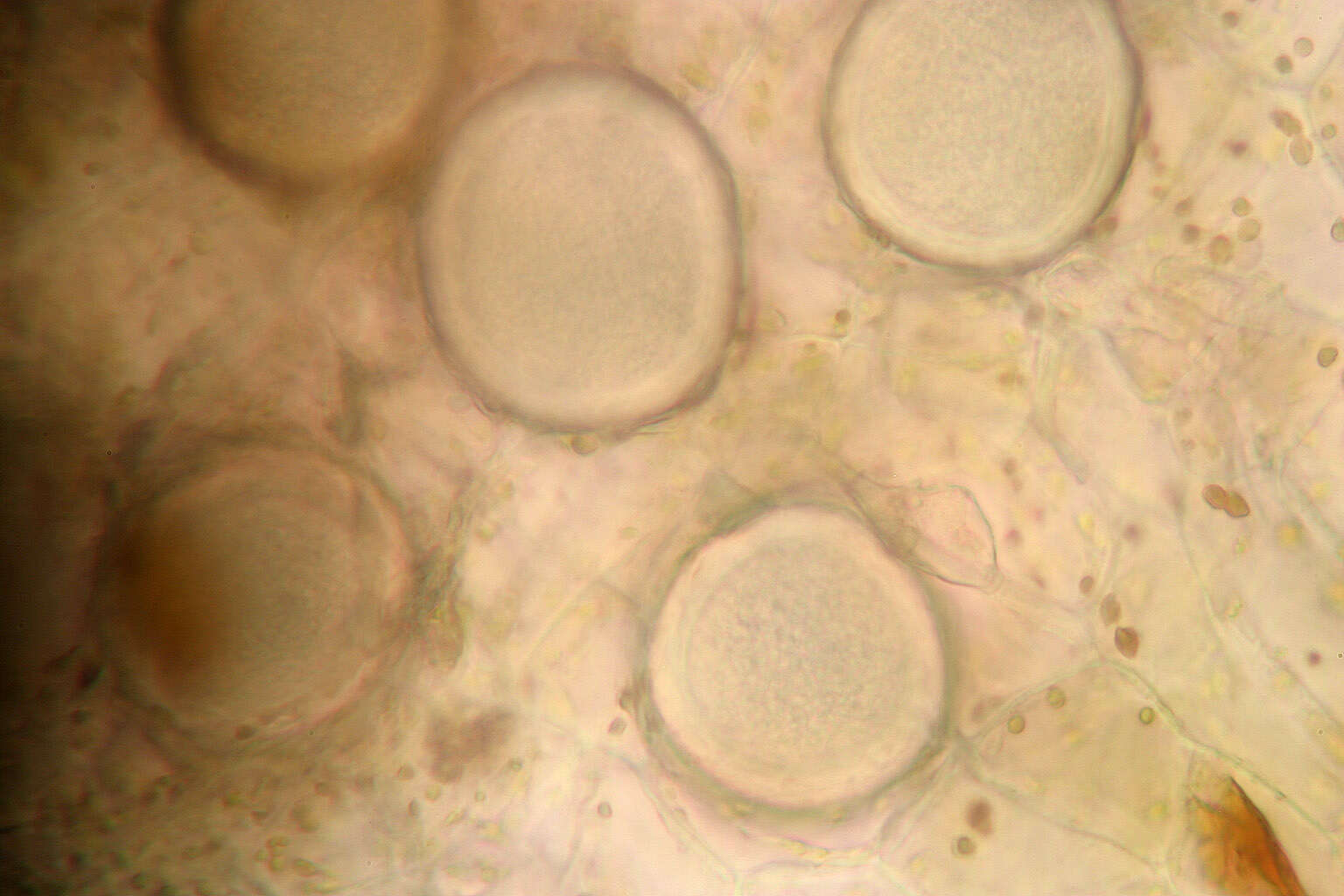 Image of Protomyces