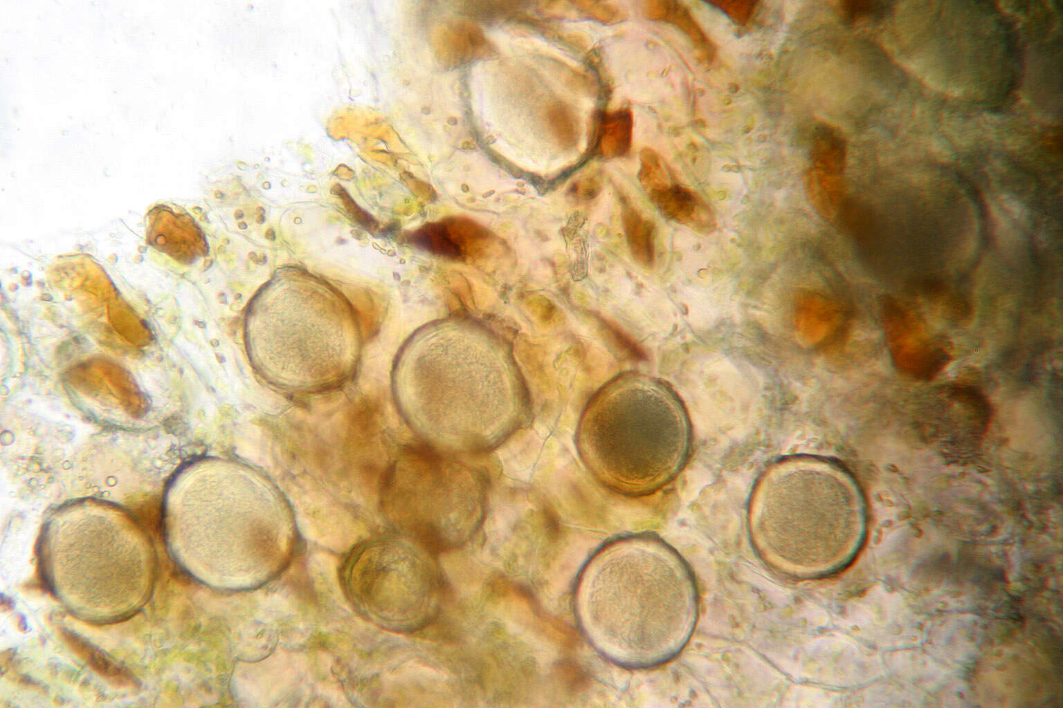 Image of Protomyces