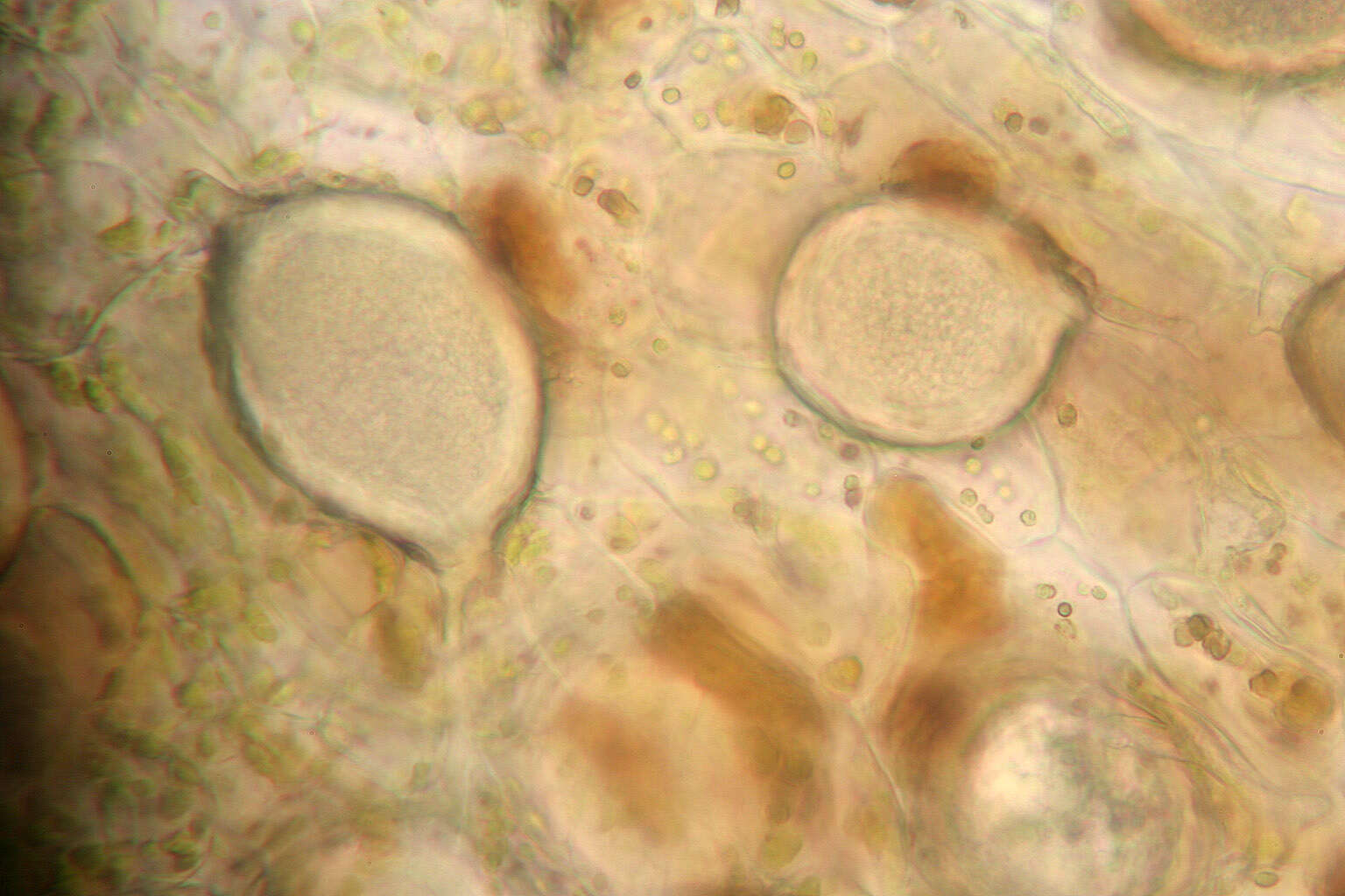 Image of Protomyces