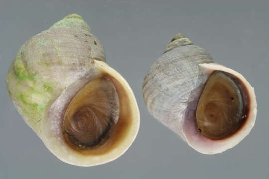 Image of black-lined periwinkle