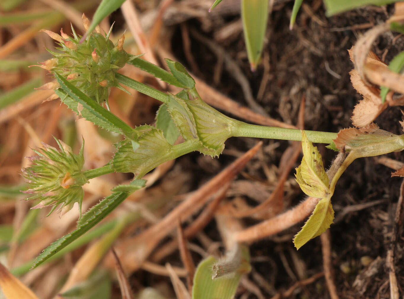 Image of Upright Clover