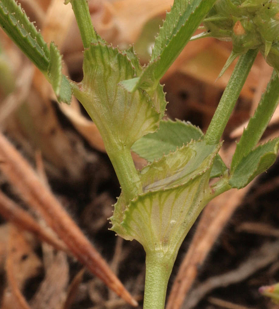 Image of Upright Clover