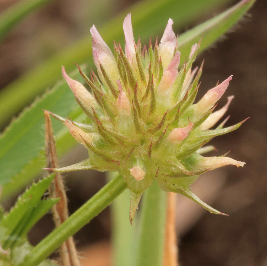 Image of Upright Clover