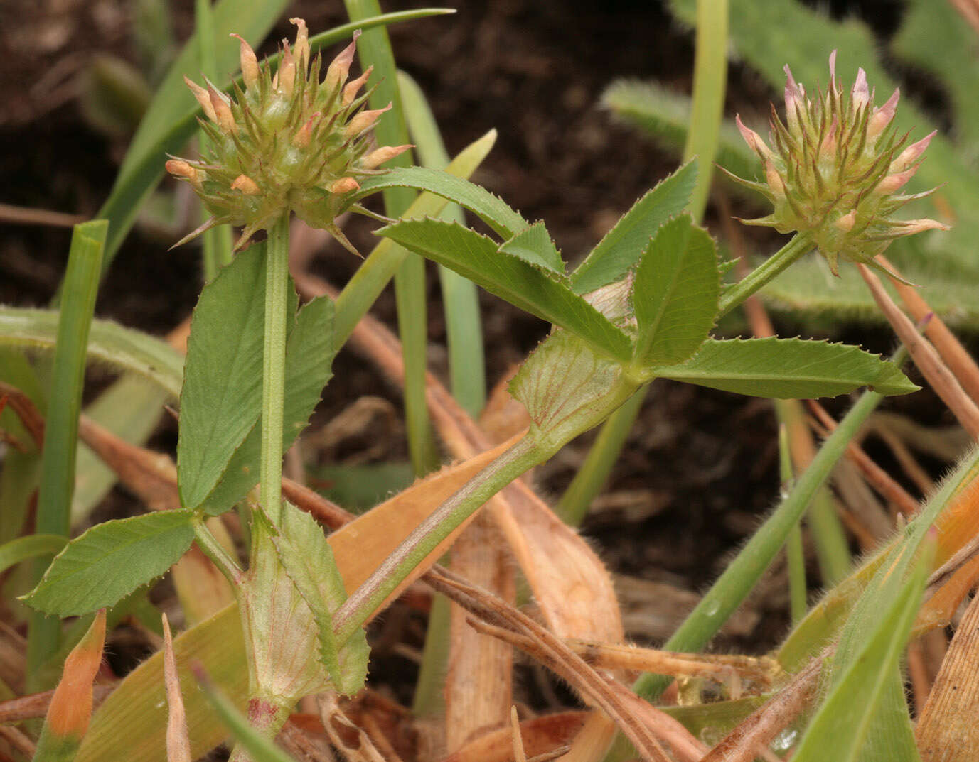 Image of Upright Clover