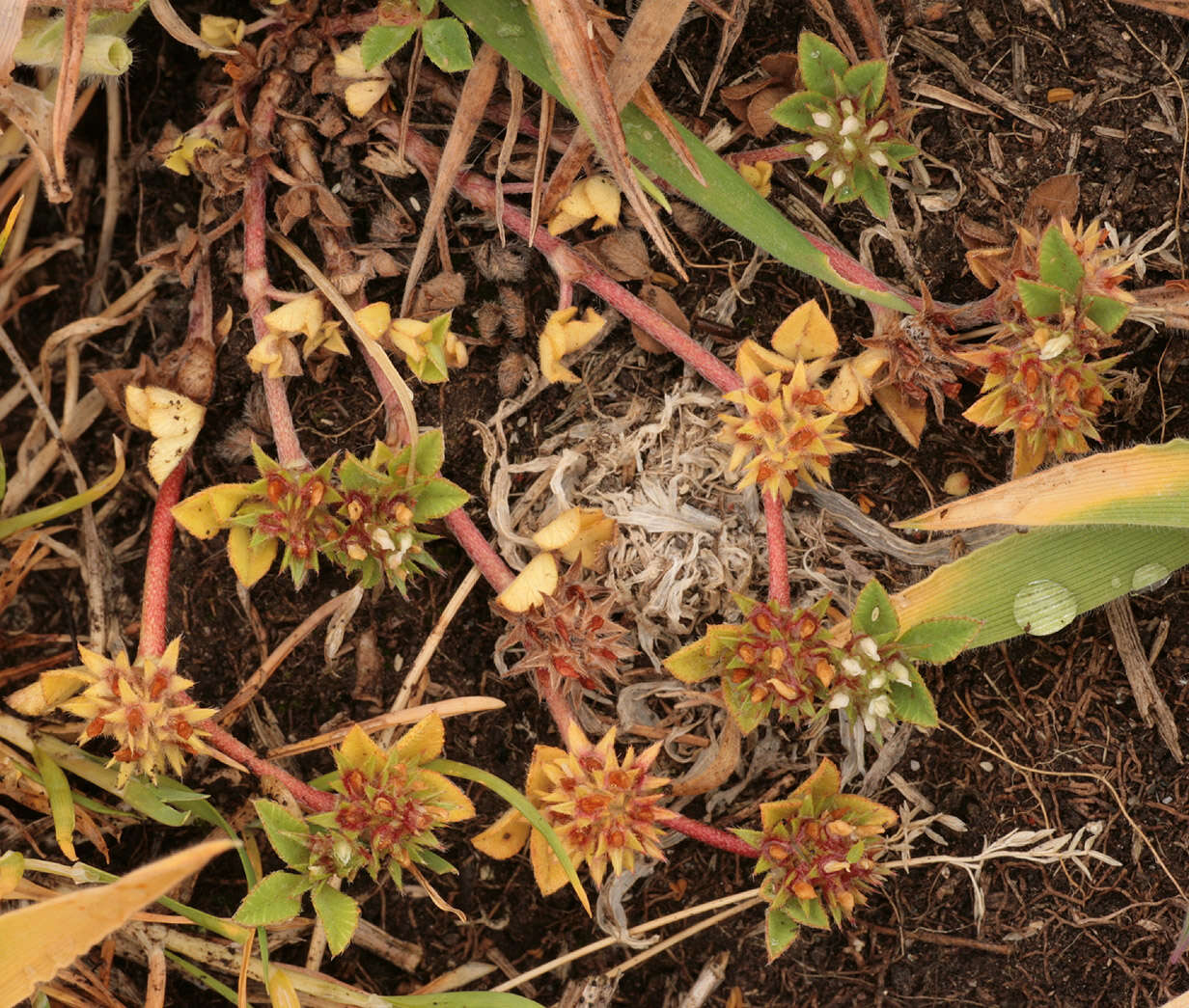 Image of Rough Clover