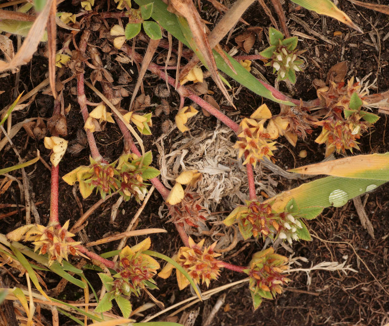 Image of Rough Clover