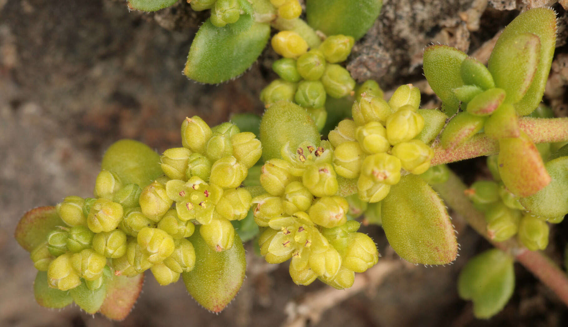 Imagem de Herniaria ciliolata subsp. ciliolata