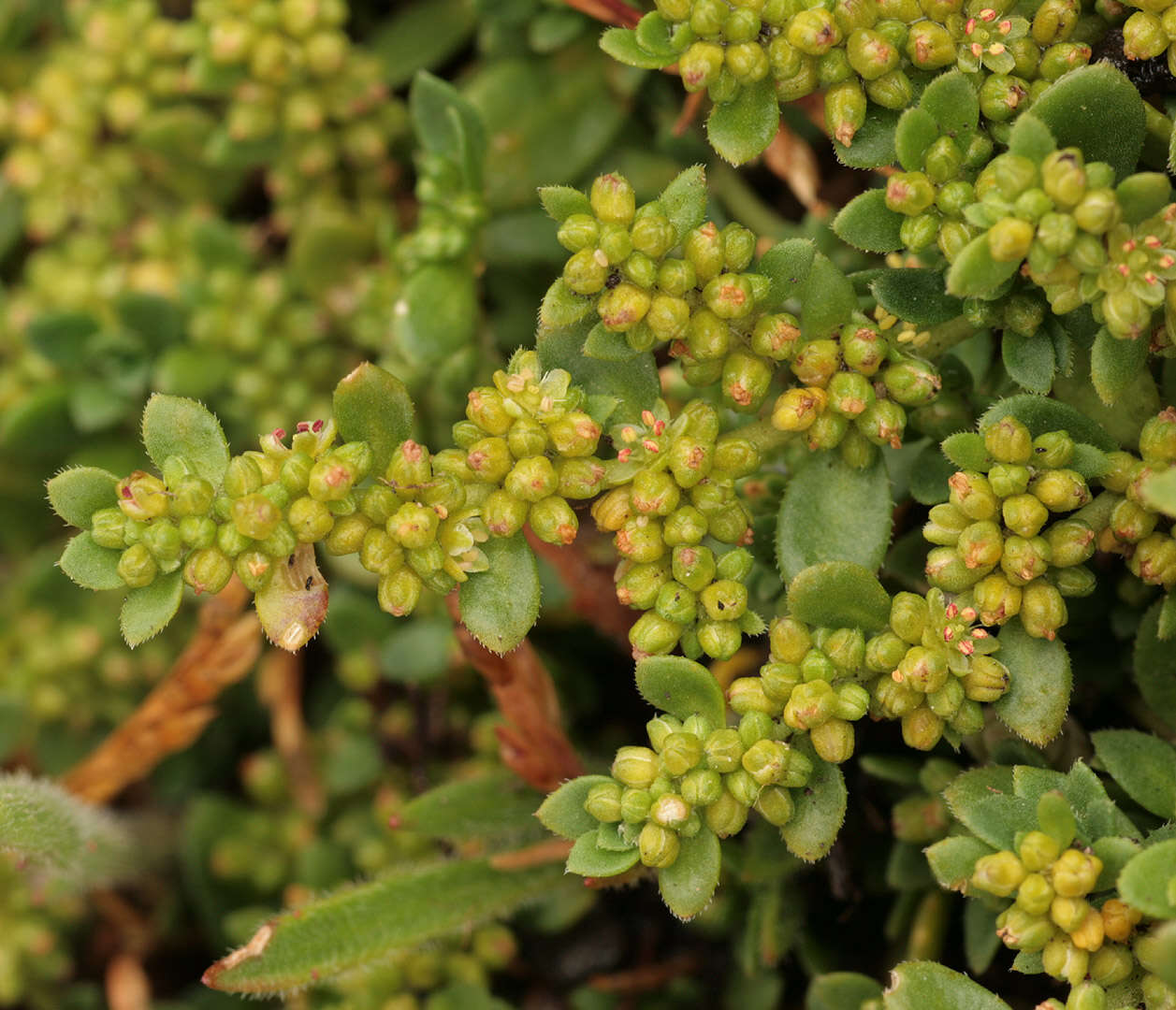 Image of Herniaria ciliolata subsp. ciliolata