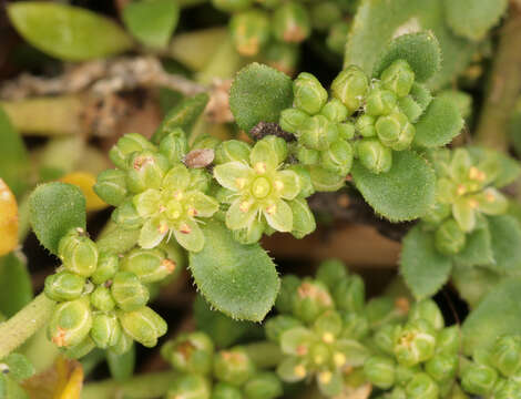 Image of Herniaria ciliolata subsp. ciliolata