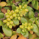 Image of Herniaria ciliolata subsp. ciliolata