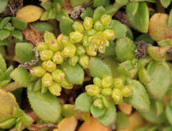 Image of Herniaria ciliolata subsp. ciliolata