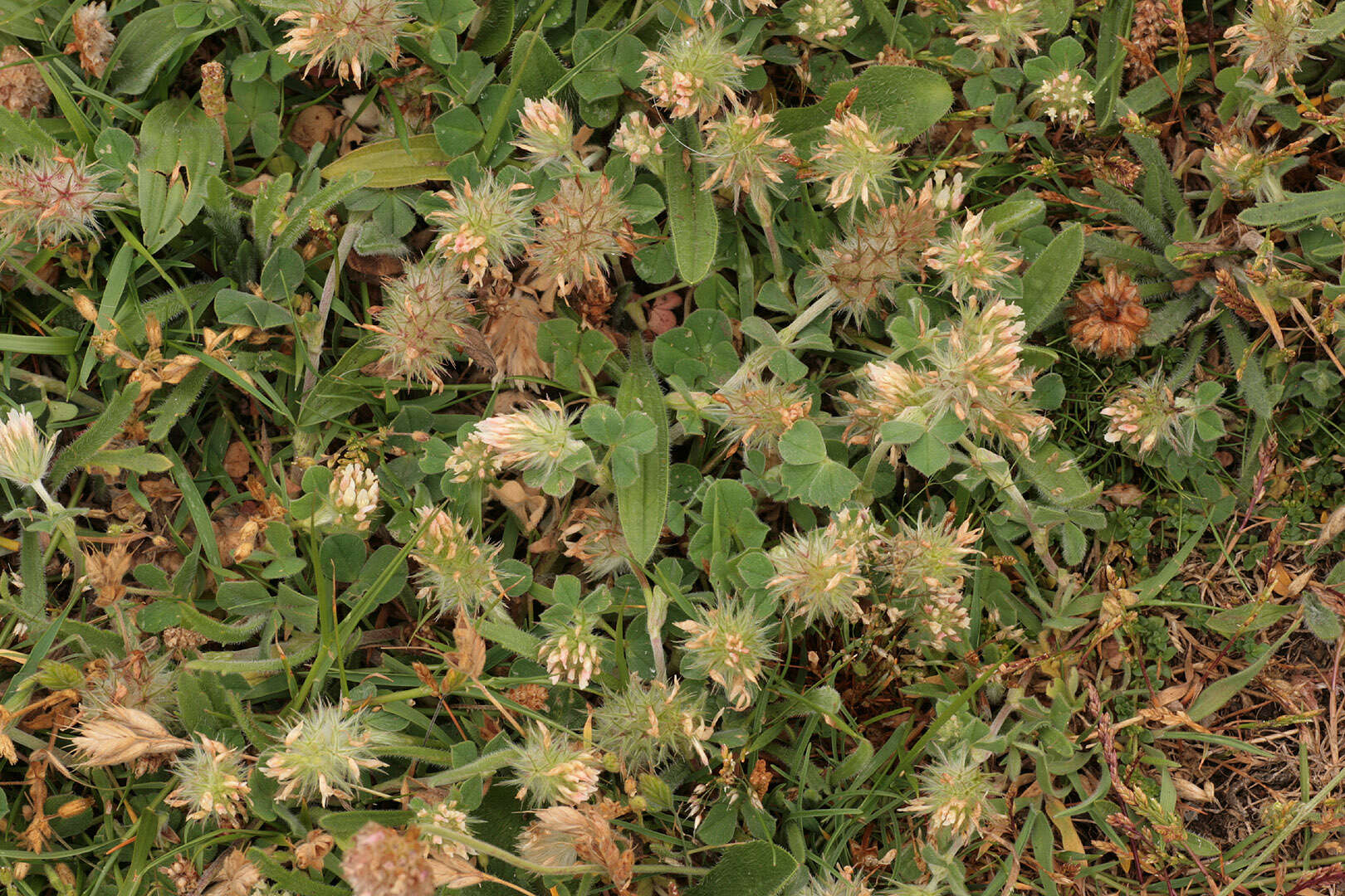 Image of Trifolium incarnatum subsp. molinerii (Hornem.) Syme