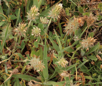 Image of Trifolium incarnatum subsp. molinerii (Hornem.) Syme