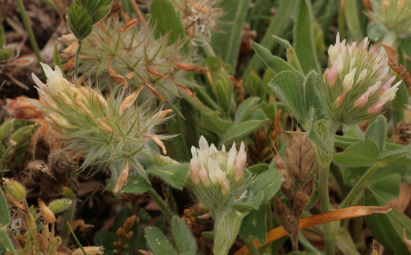 Image of Trifolium incarnatum subsp. molinerii (Hornem.) Syme