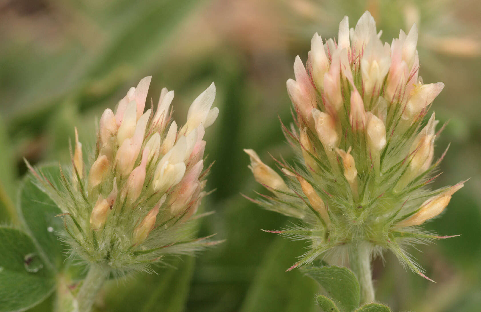 Image of Trifolium incarnatum subsp. molinerii (Hornem.) Syme