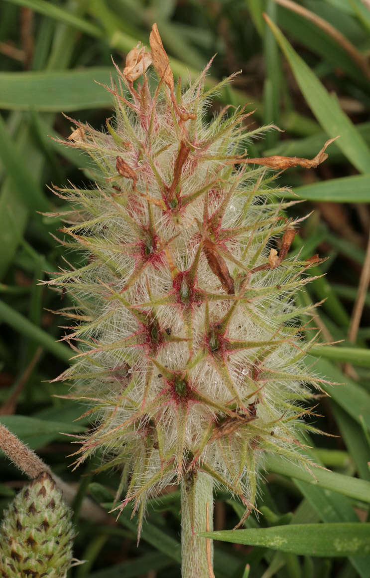 Image of Trifolium incarnatum subsp. molinerii (Hornem.) Syme